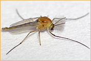 Diptera - Chironomidae