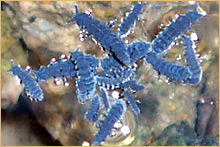 Collembola