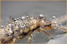 Collembola instar