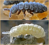 Collembola