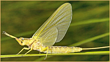 Ephemeroptera