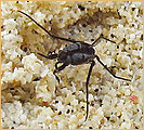 Hemiptera - Gerridae