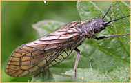 Megaloptera