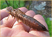 Odonata nymph