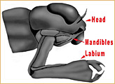 Odonata nymph mouthparts