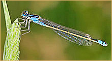 Damselfly