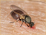 Diptera - Simuliidae