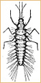 Neuroptera - Sisyridae