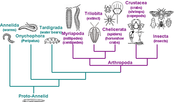Insects Family Tree