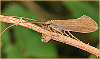 Trichoptera