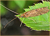 Trichoptera