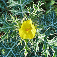 Mexican Poppy