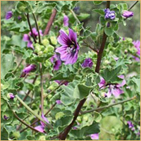 Tree Mallow