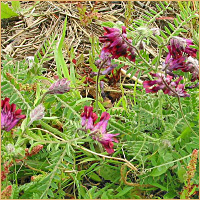 Reddish Tufted Vetch