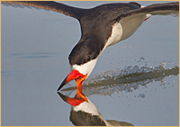 Black Skimmer