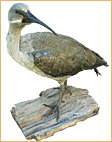 Hadeda