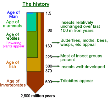 Insect evolution