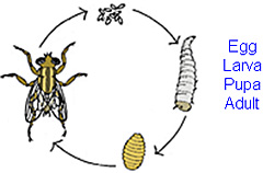 Endopterygota