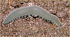 Peripatus