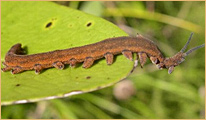 Peripatus