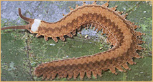 Peripatus